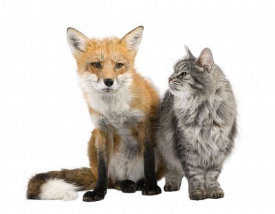 fox cat background crossbreed siberian persian